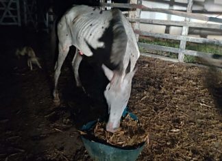 Cavalo com patas quebradas e marcas de maus-tratos é resgatado no norte da Bahia: ‘Sede de viver gigante’, diz veterinária