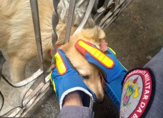 Cachorro é resgatado após ficar com cabeça presa na grade de uma casa no norte da Bahia