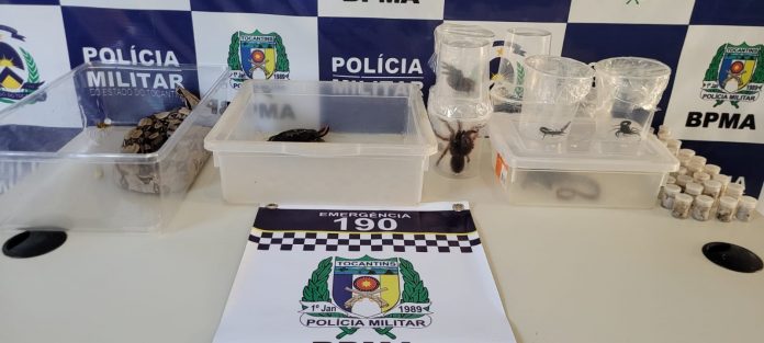 animais-2