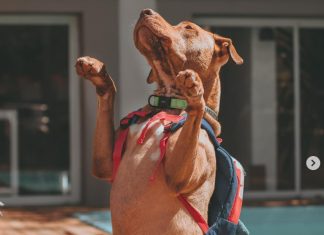 Bichos na Escuta #54: Sebastian, o pitbull que quebra rótulos
