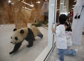 Pandas gigantes, Suhail e Thuraya, chegam no Catar antes da Copa do Mundo