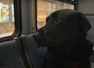 Labradora que ia sozinha de ônibus para o parque de cachorros morre aos 10 anos nos EUA
