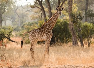 Girafa pisoteia e mata criança de 16 meses na África do Sul