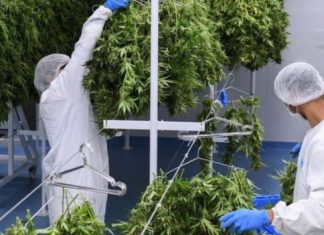 Alemanha estuda aprovar uso recreativo da maconha: ‘Política repressiva falhou’