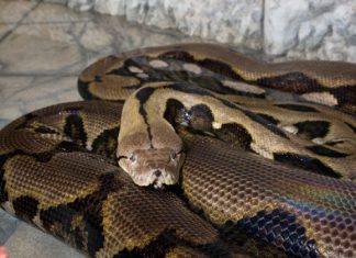 Cobra píton engole mulher de 54 anos na Indonésia