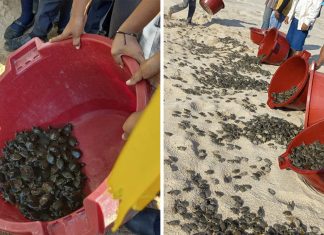 Mais de 6 mil filhotes de tartarugas são soltos no Peru para repovoar a Amazônia; veja fotos