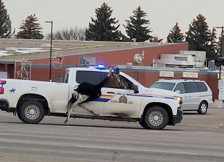 Polícia persegue avestruz solto pelas ruas do Canadá