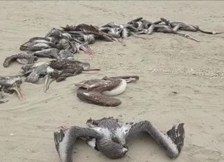 Mais de 13 mil aves morreram após surto de gripe aviária no Peru