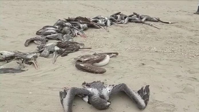 2022-11-30t002954z-2-lwd327129112022rp1-rtrwnev-e-3271-peru-pelicans