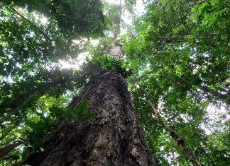 Alemanha se diz pronta para retomar auxílio financeiro para proteger a Amazônia