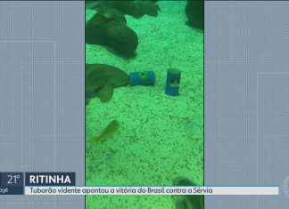 Tubarão fêmea vidente do AquaRio ‘prevê’ vitória do Brasil