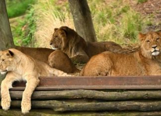 5 leões escapam de jaulas e causam pânico em zoológico de Sydney