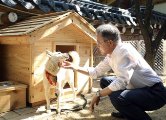 Como cães dados por Kim Jong-un criaram disputa entre atual e ex-presidente na Coreia do Sul
