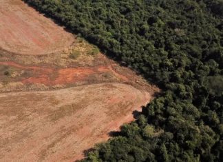 COP27: Noruega promete aumentar repasses para proteção da Amazônia com Lula