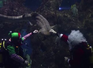 VÍDEO: Mergulhador vestido de Papai Noel alimenta tubarão em Malta