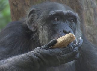 Zoológico sueco mata três chimpanzés que fugiram de cercado