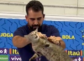 ONGS entram com ação na Justiça e pedem multa à CBF por maus-tratos de gato no Catar