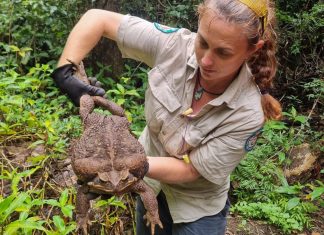 Sapo gigante de 2,7 kg é encontrado em parque na Austrália
