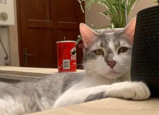 ‘Médium animal’ se une a investigadores em busca de gato desaparecido durante voo na Bolívia
