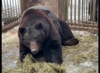 Urso fica preso em pneu de carro na Rússia