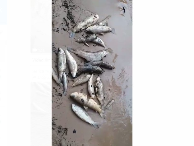 peixes