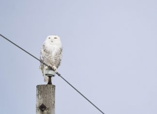 Espécie de coruja famosa pela saga ‘Harry Potter’ recebe proteção internacional da ONU; entenda