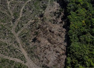 Desmatamento na Amazônia cai 17% no 1º trimestre, mas volta a subir em março