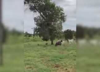 Filha de 6 anos do sertanejo Henrique viraliza nas redes sociais ao tocar gado sozinha; VÍDEO