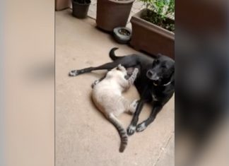Cachorra é encontrada morta em frente de casa após tutora ouvir tiros: ‘Muito doloroso’