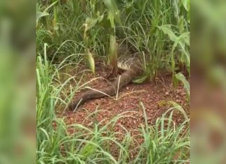 Engenheiro se surpreende com cobra gigante em estrada no interior do TO; VÍDEO