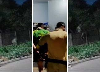 Invasão e marcas de mordida: o que se sabe sobre pitbull que morreu ao tentar defender tutor