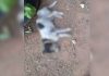 Pitbulls atacam e matam cachorro que fazia companhia para idosa em Palmas; VÍDEO
