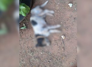 Pitbulls atacam e matam cachorro que fazia companhia para idosa em Palmas; VÍDEO