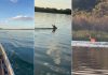 Cervo chama atenção de pescadores ao atravessar Rio Tocantins a nado; VÍDEO