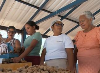 Colheita da castanha de baru gera renda para mulheres e abastece produção de doces no TO