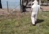 Enxame de abelhas ataca animais e trabalhadores no interior do TO; VÍDEO