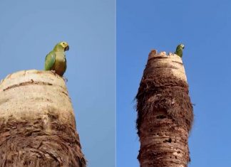 Ninho em palmeira de buriti: conheça a ave que fez obra de rotatória ser adaptada no TO