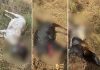Carneiros e cachorros são atacados por onça na zona rural de Palmas, dizem moradores