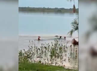 Jacaré dá bote em cachorro, que desaparece na água em lago no TO; VÍDEO
