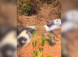 Cachorros são encontrados mortos dentro de sacos plásticos em área de mata no interior do TO