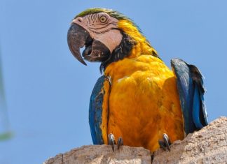 Onde o amarelo, azul e branco se encontram: Tocantins é o estado das araras-canindé