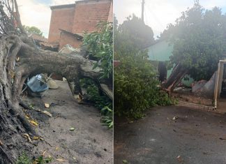 Chuva forte derruba árvores e provoca estragos no interior do Tocantins; VÍDEO