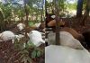 Rebanho de gado morre após ser atingido por raio em fazenda no TO; VÍDEO