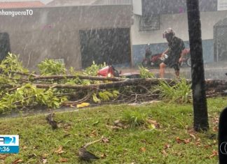 Chuva com ventos fortes derruba árvores e provoca estragos em Araguaína; Vídeo