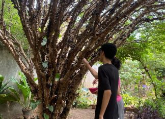 Festa da Jabuticaba no Tocantins reúne receitas criativas; conheça os pratos